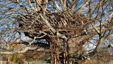 Lake-nest tree house