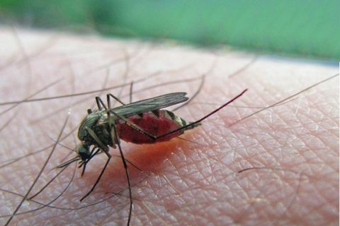 Kluges Gärtnern: Diese Pflanzen halten Mücken und andere nervige Insekten fern
