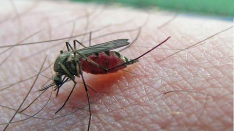 Sommerplage: Mücken vertreiben: So schützen Sie sich vor stechenden Insekten
