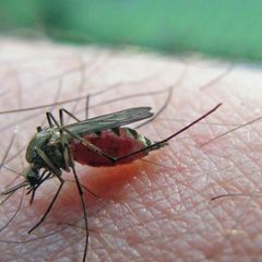 Kluges Gärtnern: Diese Pflanzen halten Mücken und andere nervige Insekten fern