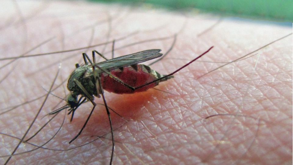 Großer Zoff um kleine Moskitos: So kämpfen Anwohner und Aktivisten gegen die Mückeninvasion – und gegeneinander