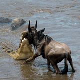 Ein Bruchteil der Tiere wird von im Wasser lauernden Krokodilen verspeist. Doch was passiert mit den übrigen Kadavern? Jährlich landen immerhin 1100 Tonnen Biomasse im Mara-Fluss - das entspricht der Menge von zehn Wal-Kadavern. Tote Tiere treiben mit dem Wasser den Fluss hinunter...