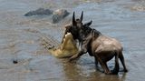 Ein Bruchteil der Tiere wird von im Wasser lauernden Krokodilen verspeist. Doch was passiert mit den übrigen Kadavern? Jährlich landen immerhin 1100 Tonnen Biomasse im Mara-Fluss - das entspricht der Menge von zehn Wal-Kadavern. Tote Tiere treiben mit dem Wasser den Fluss hinunter...