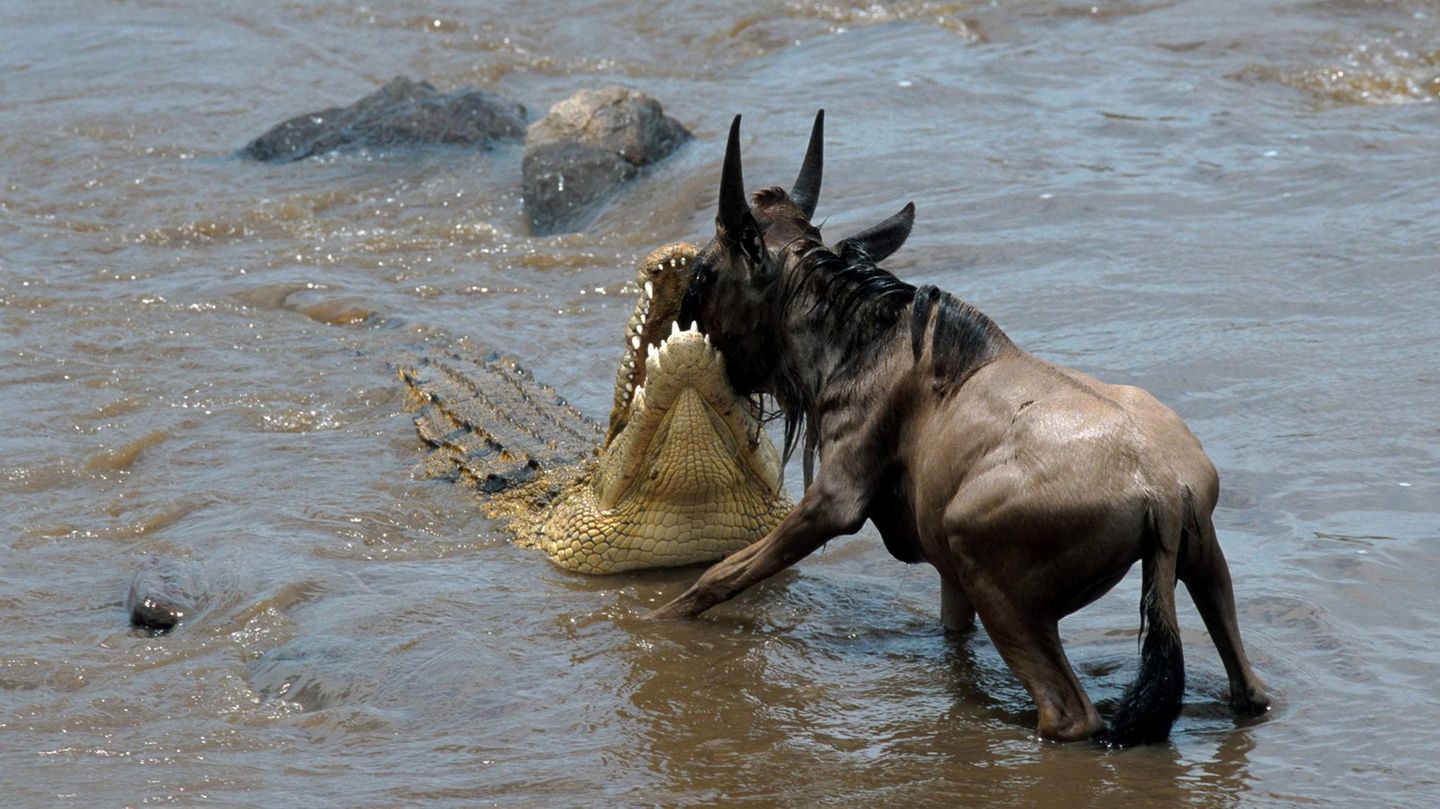 Ein Bruchteil der Tiere wird von im Wasser lauernden Krokodilen verspeist. Doch was passiert mit den übrigen Kadavern? Jährlich landen immerhin 1100 Tonnen Biomasse im Mara-Fluss - das entspricht der Menge von zehn Wal-Kadavern. Tote Tiere treiben mit dem Wasser den Fluss hinunter...