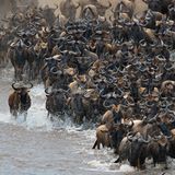 Grausames Spektakel: Die Massenwanderung der Gnus im Serengeti-Nationalpark ist weltberühmt. Jedes Jahr überqueren Hunderttausende Tiere den Mara-Fluss. Die meisten erreichen zwar das rettende Ufer, einige Tausende Tiere sterben jedoch. Rund 6250 Gnus verenden jedes Jahr im Fluss, schätzen US-amerikanische Forscher. Sie haben den Massentod aus biologischer Sicht untersucht und wollen ihm einen tieferen Sinn entlockt haben.