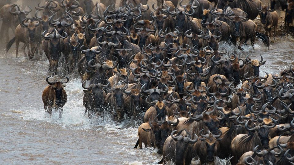 Grausames Spektakel: Die Massenwanderung der Gnus im Serengeti-Nationalpark ist weltberühmt. Jedes Jahr überqueren Hunderttausende Tiere den Mara-Fluss. Die meisten erreichen zwar das rettende Ufer, einige Tausende Tiere sterben jedoch. Rund 6250 Gnus verenden jedes Jahr im Fluss, schätzen US-amerikanische Forscher. Sie haben den Massentod aus biologischer Sicht untersucht und wollen ihm einen tieferen Sinn entlockt haben.