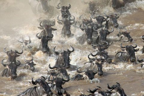 ... der Gnus liefern einen wichtigen Beitrag zum Ökosystem des Flusses. Im Schnitt dauert es sieben Jahre, bis sich die Knochen der Tiere zersetzt haben. In dieser Zeit dient das Gerippe als Langzeitquelle für Nährstoffe, schreibt das Forscherteam um Amanda Subalusky in den "Proceedings of the National Academy of Sciences" (PNAS).