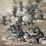 ... der Gnus liefern einen wichtigen Beitrag zum Ökosystem des Flusses. Im Schnitt dauert es sieben Jahre, bis sich die Knochen der Tiere zersetzt haben. In dieser Zeit dient das Gerippe als Langzeitquelle für Nährstoffe, schreibt das Forscherteam um Amanda Subalusky in den "Proceedings of the National Academy of Sciences" (PNAS).