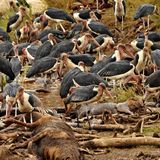 Laben am Festmahl: Auch diese Marabus bedienen sich an den Gnu-Kadavern, die an Land gespült wurden. "Das Massen-Ertrinken hat nur einen kleinen Einfluss auf die Gnu-Herde und dezimiert sie lediglich um 0,5 Prozent ihrer gesamten Größe", schreiben die Forscher. "Aber es stellt eine gewaltige Nährstoff-Quelle für den Fluss dar - auf kurze, aber auch lange Sicht."