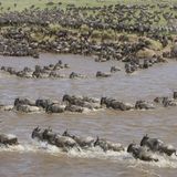 Die Gnus folgen ihrem natürlichen Instinkt und begeben sich jedes Jahr aufs Neue auf die gefährliche Reise. Da die Tiere fast ausschließlich Gras fressen, ziehen sie los, sobald ihre alten Weideflächen abgegrast sind. Aus dem Hochland Tansanias ziehen die Tiere westwärts. 