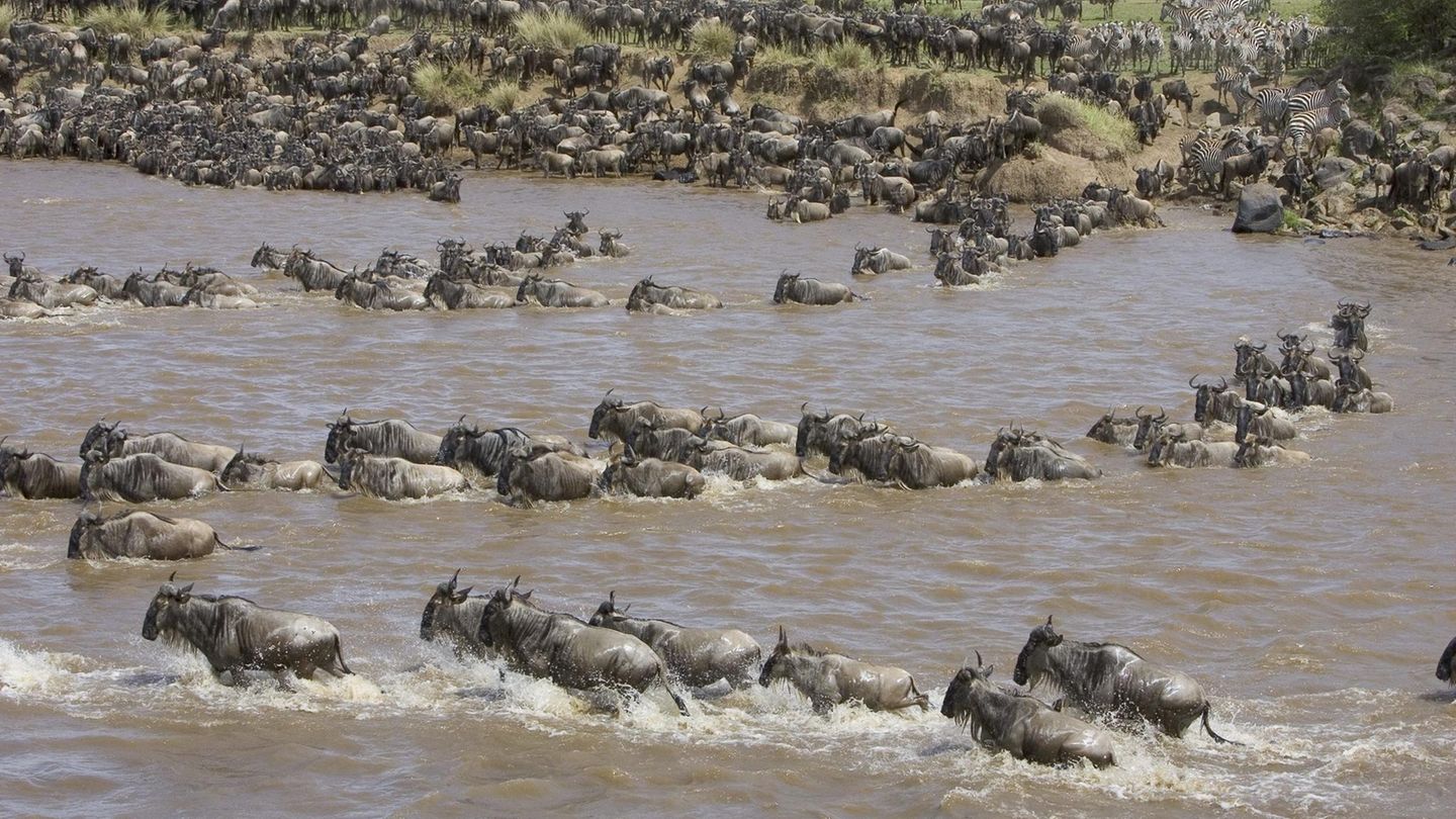 Die Gnus folgen ihrem natürlichen Instinkt und begeben sich jedes Jahr aufs Neue auf die gefährliche Reise. Da die Tiere fast ausschließlich Gras fressen, ziehen sie los, sobald ihre alten Weideflächen abgegrast sind. Aus dem Hochland Tansanias ziehen die Tiere westwärts. 