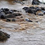 ...und dienen unter anderem als Futter für die im Fluss lebenden Tiere. Im Schnitt dauert es zwei bis zehn Wochen, bis die Weichteile der Tierkadaver verschwunden sind. In dieser Zeit stellen die Gnus eine Hauptnahrunsquelle für die Fische im Mara-Fluss dar. Deren Speiseplan besteht zeitweise zu fast 50 Prozent aus den Überresten der Kadaver. Doch auch die Knochen...
