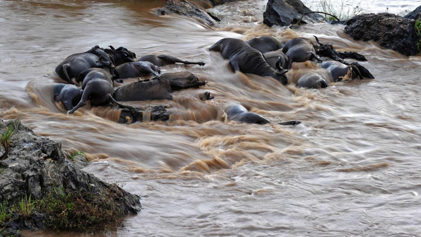 Gnus im Serengeti-Nationalpark ...und dienen unter anderem als Futter für die im Fluss lebenden Tiere. Im Schnitt dauert es zwei bis zehn Wochen, bis die Weichteile der Tierkadaver verschwunden sind. In dieser Zeit stellen die Gnus eine Hauptnahrunsquelle für die Fische im Mara-Fluss dar. Deren Speiseplan besteht zeitweise zu fast 50 Prozent aus den Überresten der Kadaver. Doch auch die Knochen...