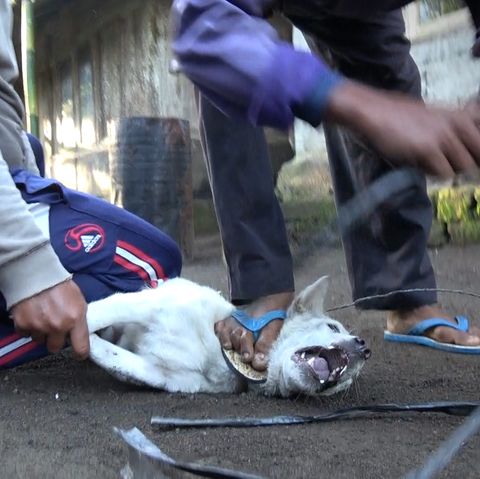 Bali: Fleischhändler wenden brutale Methoden an, um Hunde zu fangen