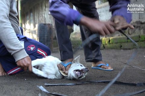 Bali: Fleischhändler wenden brutale Methoden an, um Hunde zu fangen