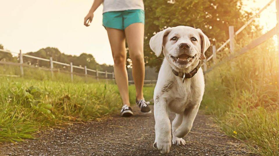Hund im Sommer Teaserbild Hund wird Gassi geführt