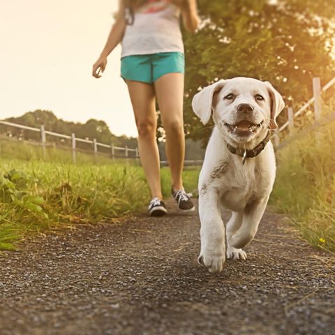 Hund wird Gassi geführt