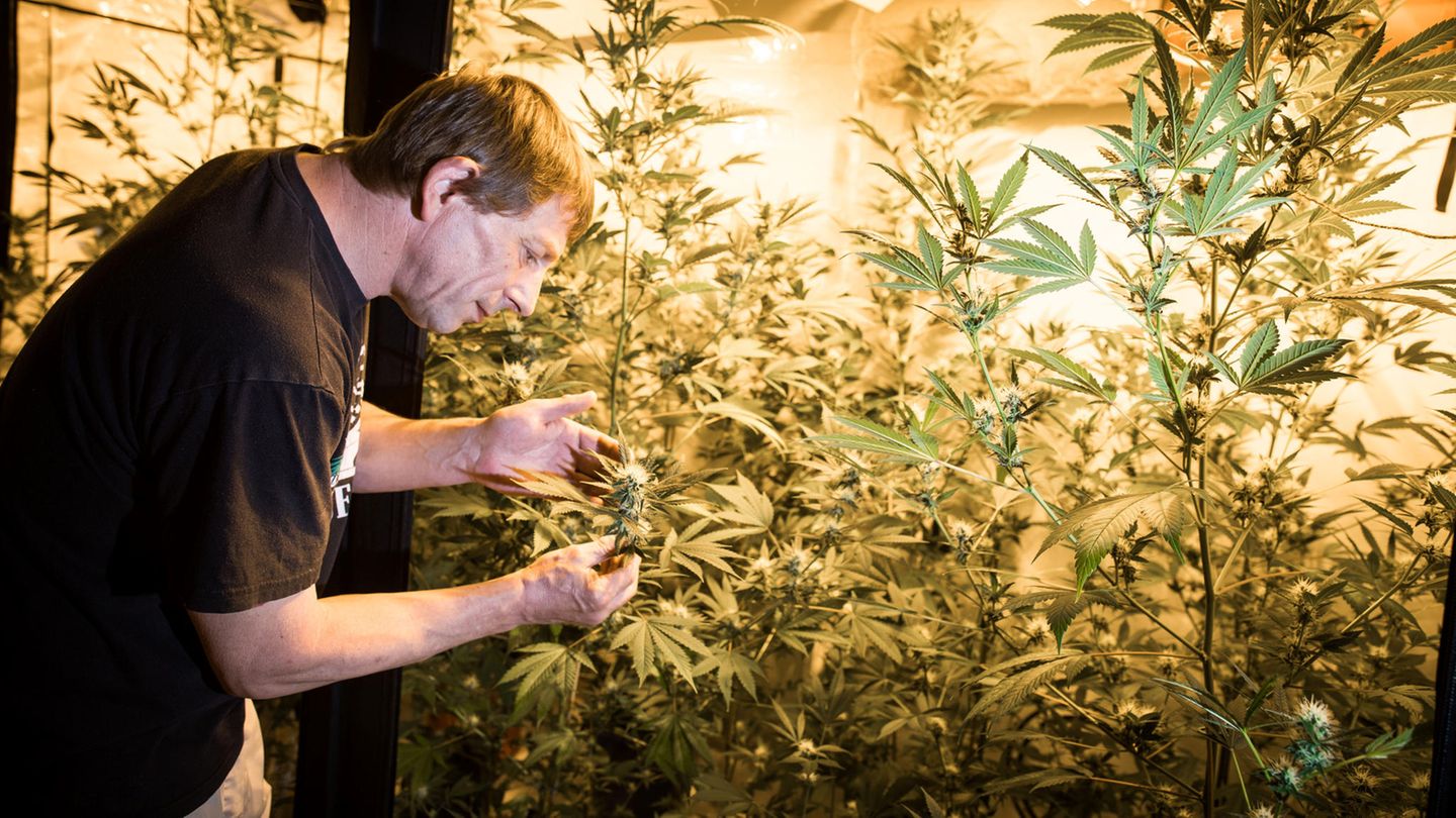 Frank-Josef Ackerman inspiziert seine Cannabis-Pflanzen.