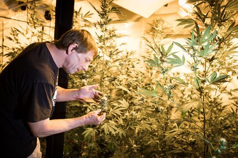 Frank-Josef Ackerman inspiziert seine Cannabis-Pflanzen.