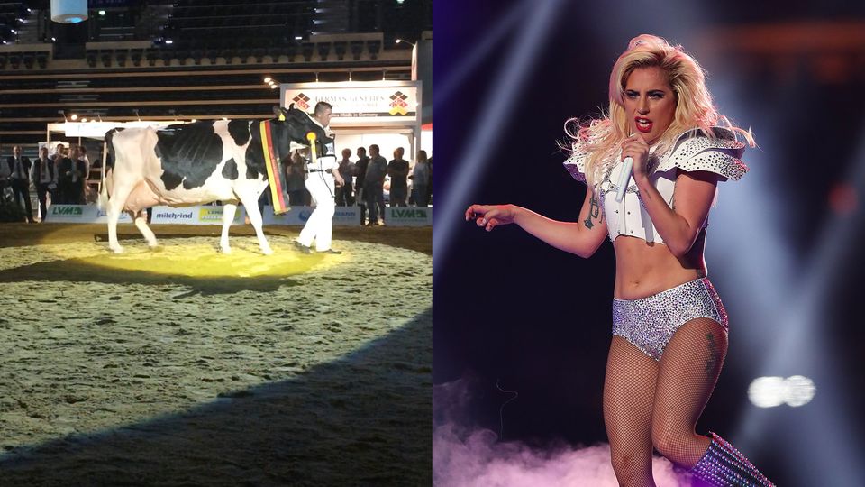 Diese Kuh heißt "Lady Gaga"