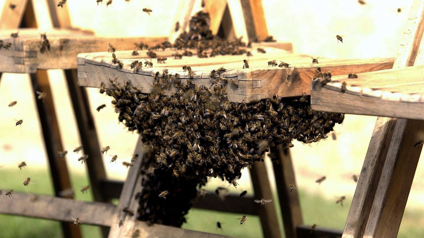 Auch diesen Holz-Klappstuhl halten die Bienen offenbar für unwiderstehlich: Das Foto entstand vor einigen Jahr vor dem Schloss Windsor. Die Holzstühle standen für prominente Gäste bereit, die an einer Truppenabnahme mit der Queen teilnahmen. Doch dann kamen die Bienen und warfen den Zeitplan durcheinander. Ein Imker musste anrücken, um die Insekten zu entfernen. Die Queen und ihr Mann sollen "amused" gewesen sein. Das Verhalten der Tiere...
