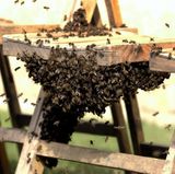 Auch diesen Holz-Klappstuhl halten die Bienen offenbar für unwiderstehlich: Das Foto entstand vor einigen Jahr vor dem Schloss Windsor. Die Holzstühle standen für prominente Gäste bereit, die an einer Truppenabnahme mit der Queen teilnahmen. Doch dann kamen die Bienen und warfen den Zeitplan durcheinander. Ein Imker musste anrücken, um die Insekten zu entfernen. Die Queen und ihr Mann sollen "amused" gewesen sein. Das Verhalten der Tiere...