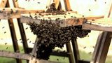 Auch diesen Holz-Klappstuhl halten die Bienen offenbar für unwiderstehlich: Das Foto entstand vor einigen Jahr vor dem Schloss Windsor. Die Holzstühle standen für prominente Gäste bereit, die an einer Truppenabnahme mit der Queen teilnahmen. Doch dann kamen die Bienen und warfen den Zeitplan durcheinander. Ein Imker musste anrücken, um die Insekten zu entfernen. Die Queen und ihr Mann sollen "amused" gewesen sein. Das Verhalten der Tiere...