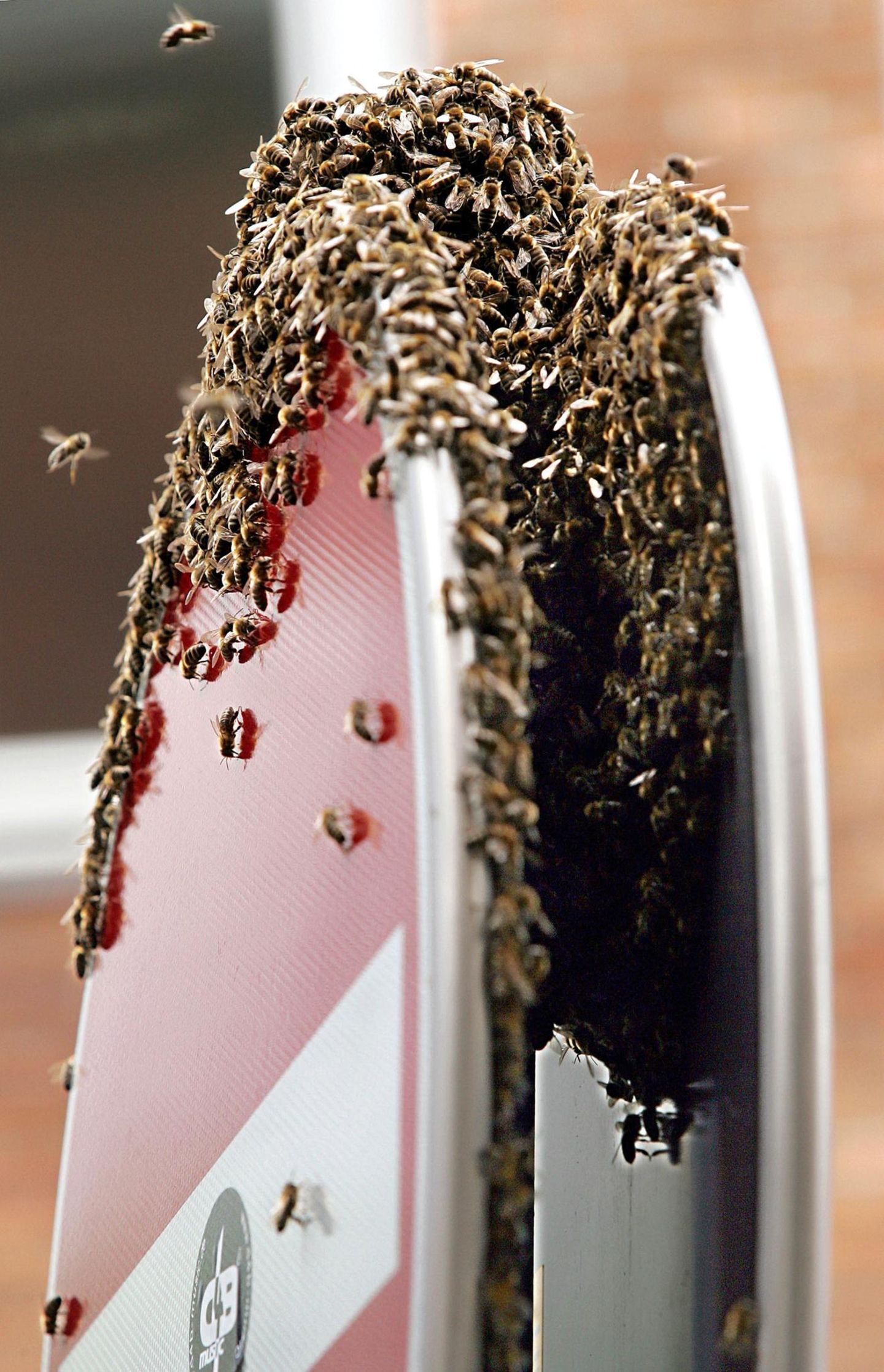 Bienen auf einem Verkehrsschild ... ist typisch für diese Jahreszeit. Im Frühsommer geht es in einigen Bienenstöcken eng zu. Wird eine neue Königin geboren, verlässt die Alte mit einigen Bienen den vertrauten Stock und sucht sich ein neues Zuhause. Das sogenannte Schwärmen hat zwei Vorteile: Es schafft Platz im übervollen Bienenstock und sichert die Verbreitung der eigenen Art. Auf der Suche nach einer neuen Wohnung kommen sich Mensch und Tier schonmal in die Quere: Diese Bienen haben sich auf einem Verkehrsschild niedergelassen. Ob die neue Bleibe von Dauer...