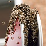 ... ist typisch für diese Jahreszeit. Im Frühsommer geht es in einigen Bienenstöcken eng zu. Wird eine neue Königin geboren, verlässt die Alte mit einigen Bienen den vertrauten Stock und sucht sich ein neues Zuhause. Das sogenannte Schwärmen hat zwei Vorteile: Es schafft Platz im übervollen Bienenstock und sichert die Verbreitung der eigenen Art. Auf der Suche nach einer neuen Wohnung kommen sich Mensch und Tier schonmal in die Quere: Diese Bienen haben sich auf einem Verkehrsschild niedergelassen. Ob die neue Bleibe von Dauer...