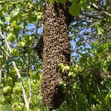 ...selbst Imker werden wollte: Ein schwärmendes Bienenvolk ist die perfekte Gelegenheit dazu. Laut Bürgerlichem Gesetzbuch gehört ein umherstreunendes Bienenvolk demjenigen, der es einfängt. Am besten vorher aber einen Imker zu Rate ziehen - sonst sind Stiche quasi vorprogrammiert. (Hier erfahren Sie, wie Sie ein Bienenvolk einfangen können.)