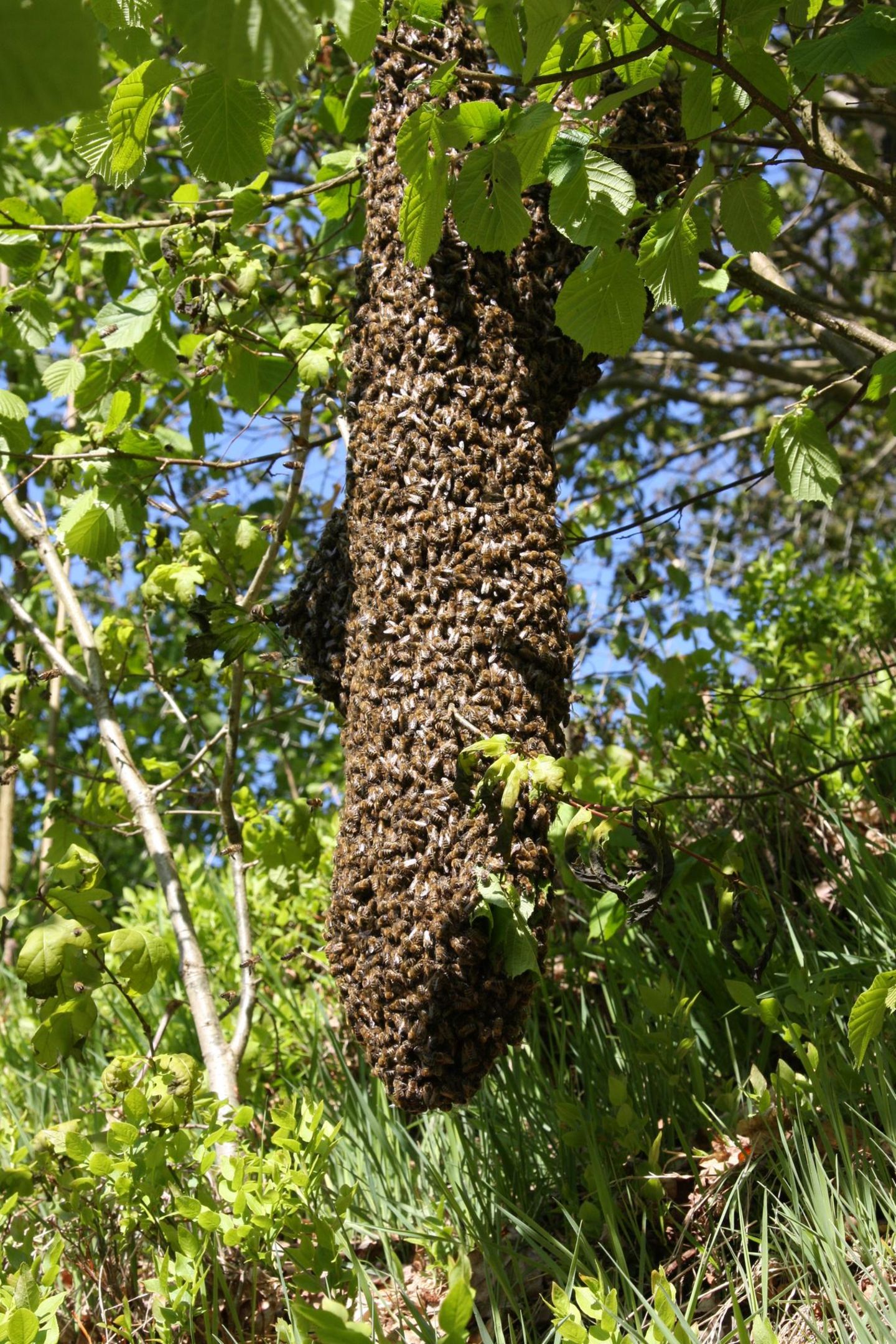 Bienen auf Baum ...selbst Imker werden wollte: Ein schwärmendes Bienenvolk ist die perfekte Gelegenheit dazu. Laut Bürgerlichem Gesetzbuch gehört ein umherstreunendes Bienenvolk demjenigen, der es einfängt. Am besten vorher aber einen Imker zu Rate ziehen - sonst sind Stiche quasi vorprogrammiert. (Hier erfahren Sie, wie Sie ein Bienenvolk einfangen können.)