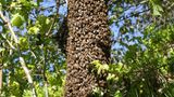 ...selbst Imker werden wollte: Ein schwärmendes Bienenvolk ist die perfekte Gelegenheit dazu. Laut Bürgerlichem Gesetzbuch gehört ein umherstreunendes Bienenvolk demjenigen, der es einfängt. Am besten vorher aber einen Imker zu Rate ziehen - sonst sind Stiche quasi vorprogrammiert. (Hier erfahren Sie, wie Sie ein Bienenvolk einfangen können.)