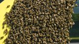 ... die Tiere gewaltsam entfernt werden. Bienen sind nützliche Insekten, die Blüten und Bäume bestäuben - ein unverzichtbarer Prozess, der es überhaupt ermöglicht, dass Früchte gedeihen. Diese schwärmenden Bienen scheinen Gefallen an einem gelben Wagen gefunden zu haben. Im Notfall...
