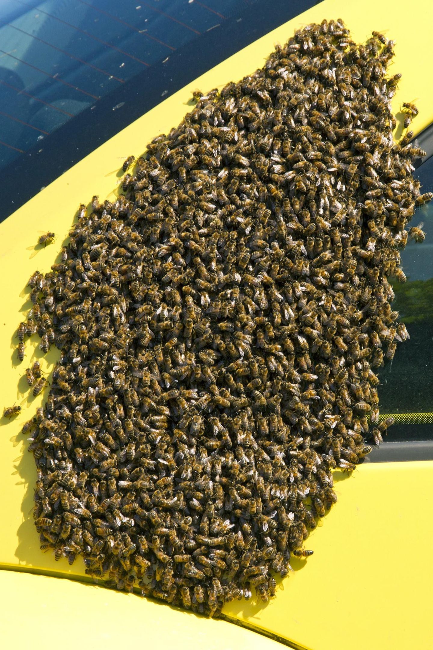 ... die Tiere gewaltsam entfernt werden. Bienen sind nützliche Insekten, die Blüten und Bäume bestäuben - ein unverzichtbarer Prozess, der es überhaupt ermöglicht, dass Früchte gedeihen. Diese schwärmenden Bienen scheinen Gefallen an einem gelben Wagen gefunden zu haben. Im Notfall...