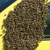 ... die Tiere gewaltsam entfernt werden. Bienen sind nützliche Insekten, die Blüten und Bäume bestäuben - ein unverzichtbarer Prozess, der es überhaupt ermöglicht, dass Früchte gedeihen. Diese schwärmenden Bienen scheinen Gefallen an einem gelben Wagen gefunden zu haben. Im Notfall...