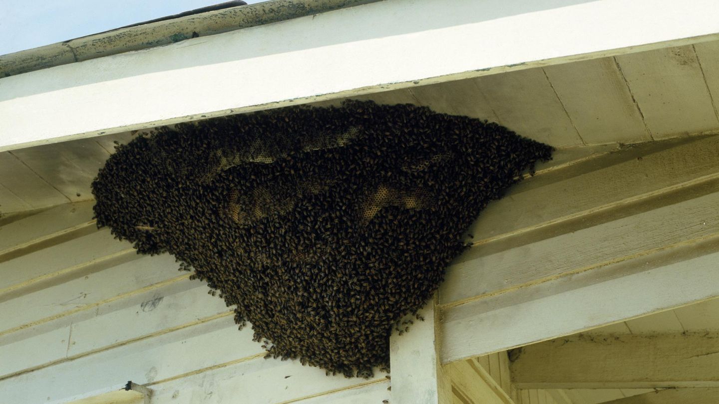 ...verhindert, dass eine zweite Königin im Bienenstaat heranwächst. Ohne Nachkömmling würde eine Königin das Volk im Bienenstock nie verlassen - es wäre dem Untergang geweiht. Nur eine Königin kann für Nachwuchs sorgen. 