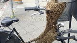 Benutzen auf eigene Gefahr: Ob man mit so einem Fahrrad noch zu einer entspannten Fahrrad-Tour aufbrechen sollte? Tausende Bienen bevölkern das schwarze Damen-Fahrrad und haben - dankenswerterweise - Sattel und Lenker frei gelassen.