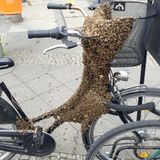 Benutzen auf eigene Gefahr: Ob man mit so einem Fahrrad noch zu einer entspannten Fahrrad-Tour aufbrechen sollte? Tausende Bienen bevölkern das schwarze Damen-Fahrrad und haben - dankenswerterweise - Sattel und Lenker frei gelassen.