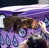 "Du gehörst jetzt uns": Auf der Suche nach einem neuen Unterschlupf sammeln sich diese Bienen auf einem Mülleimer des berühmten Coachella-Festivals. Von ihrem Plan lassen sie sich auch durch ein Stück Pappe nicht abbringen. Übrigens: Wer schon immer einmal...