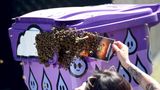 "Du gehörst jetzt uns": Auf der Suche nach einem neuen Unterschlupf sammeln sich diese Bienen auf einem Mülleimer des berühmten Coachella-Festivals. Von ihrem Plan lassen sie sich auch durch ein Stück Pappe nicht abbringen. Übrigens: Wer schon immer einmal...