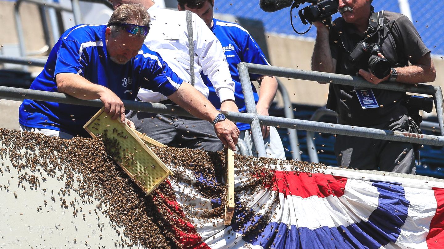...ist oder nur ein kurzer Zwischenstopp, zeichnet sich relativ schnell ab. Diese Bienen scheinen die Tribüne eines Baseball-Stadions in Missouri als ihr neues Zuhause auserkoren zu haben. Das Personal hat sichtlich Mühe, die Bienen von ihrem Plan abzubringen. Ob Wachswaben zum Erfolg geführt haben? Unbekannt. Keinesfalls sollten...