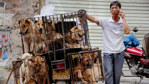 Ein Händler wartet beim Hundefleisch-Festival 2016 auf Kunden