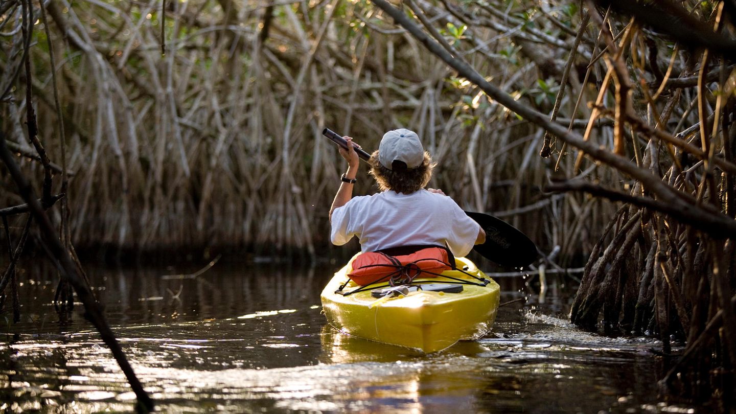 Everglades