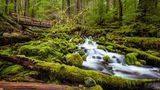 Olympic Nationalpark