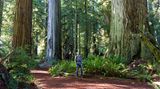 Redwood Nationalpark