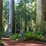 Redwood Nationalpark