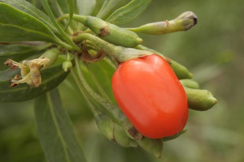 Goji-Beere