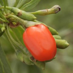 Goji-Beere