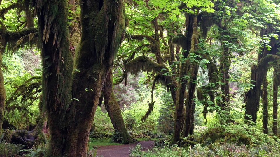 Nationalparks in den USA: Durch den grünen Dschungel des Olympic National Park im Bundesstaat Washington Durch den grünen Dschungel des Olympic National Park im Bundesstaat Washington
