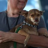 Hässlichster Hund der Welt